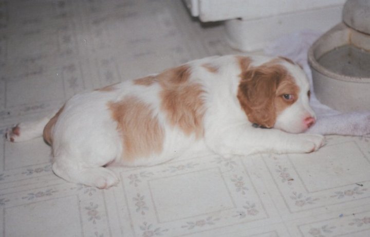 baby toby